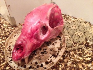 bear skull 1st day