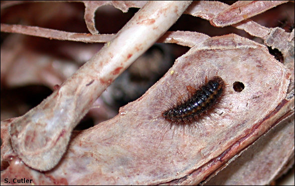 Larval dermestid beetle