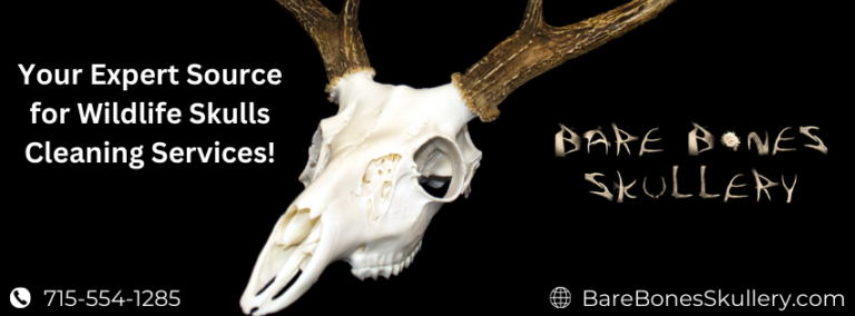 Deer Skull Cleaning & European Mounts in Balsam Lake, WI - Bare Bones ...