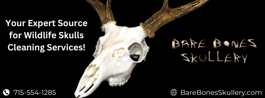 Your Expert Source for Wildlife Skulls Cleaning Services!